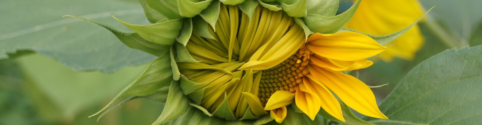 sunflower-1942825_1920-aspect-ratio-1920-500